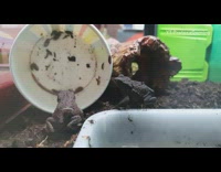 Brown toad frog kicks bug off back 