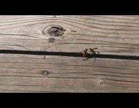 Wasps Have Wrestling Match Outdoors 