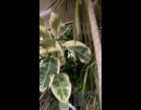 Filmer show large plants inside subway train