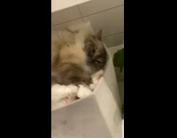 Guy pets brown cat grey storage box