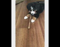 puppy barking at stick 