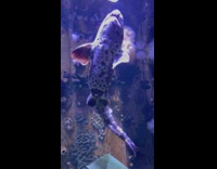 Fish swim upward vertical sway body aquarium  