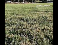 Dog fetches ball in the wrong direction