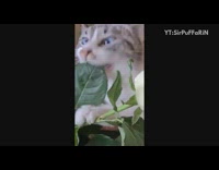 Grey white cat eat leaves flower ASMR