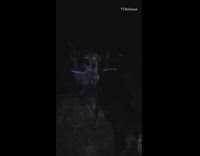 Two twin dog play tug rope night