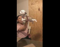 Collab Clips mpugc - Small white dog does superman held up