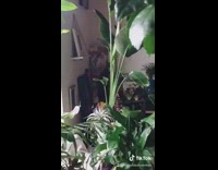 Plant grows leaf birth water
