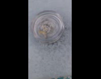 Frozen astray spins on the frozen table Part 2