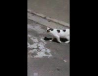 Man pets cat sitting on the street
