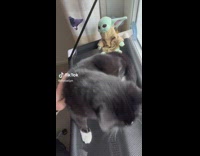 Black cat laying on window bed pet purrs