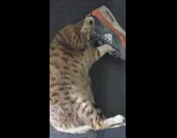 Cat sticks face inside grey pink shoe 