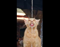 Thirsty cat drink water from fountain