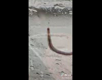 Collab BitchIG2 - Worm on car windshield wiped away by wipers