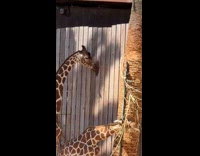 Giraffe licking the wooden fence 