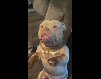 Collab Clips MPUGC - Dog sitting asks for chest scratch