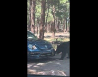 Collab VIBES - Bear breaks front bumper of Volkswagen car