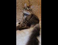 Cat Waggles Tails as it Sits on Floor