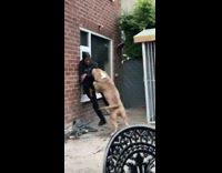 Big dog tries to play with guy 