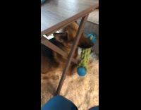German shepherd dog sits under wood table 