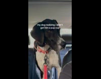 Dog realized hooman didnt get pup cup