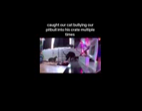 Cat bullies dog into the pet crate