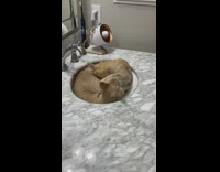 Two brown cats play fight bathroom sink 