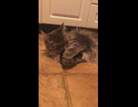 Cat Growls as it Plays with Rolled Socks