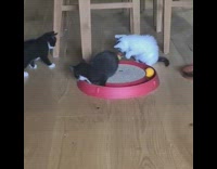 2 black and white kittens play with each other 