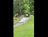 Couple dances beside elk statue at park