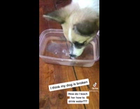 Dog puts nose in container of water and blows bubbles