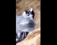 Two kitten lie down and plays together