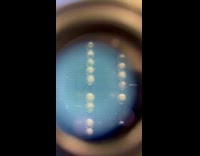 Submitter creating transgenic fish injecting fish embryos 