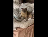 Pet cat sits on its cat bed