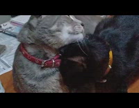 Grey cat grooms black cat yellow collar