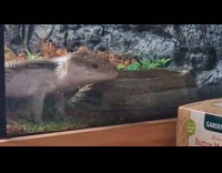 Friendly blue tongue lizard waves at camera