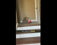 Collab BitchMP - Dog chip bag face stairs