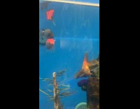 Collab BitchIG2 - Man sees expensive goldfish from pet store 