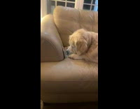 Dog laying on couch watching video on phone 