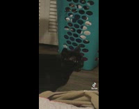 Black cat on floor makes funny squeaking noises