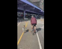 Guy runs with dog leash on tire 
