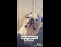 Dog gives guy on phone side eye 