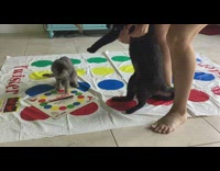 Black cat twister game grey kitten spinner 