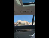 Brown white grey horses walk by car 