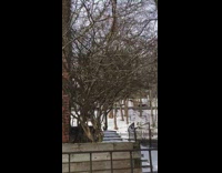 Fat squirrel on tree without leaves snow