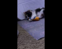 Kitten plays with stuffed toy baseball bat