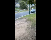 Collab BitchMP - Cat runs home from across the street when called 