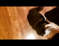 Cat Plays with Mans Foot at Home