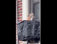 Squirrel eat pizza on window AC unit