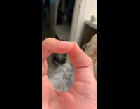 Pet dog inserts its nose inside the finger hole