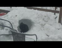 Black cat sit play inside snow fort